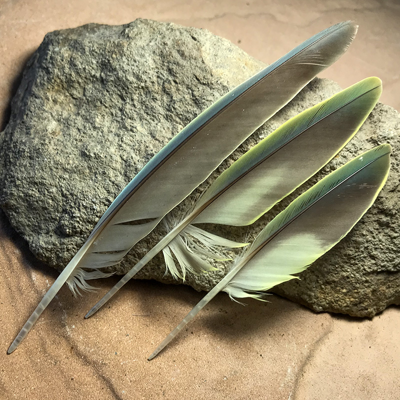 (image for) Alexandrine Parakeet Wing Feathers