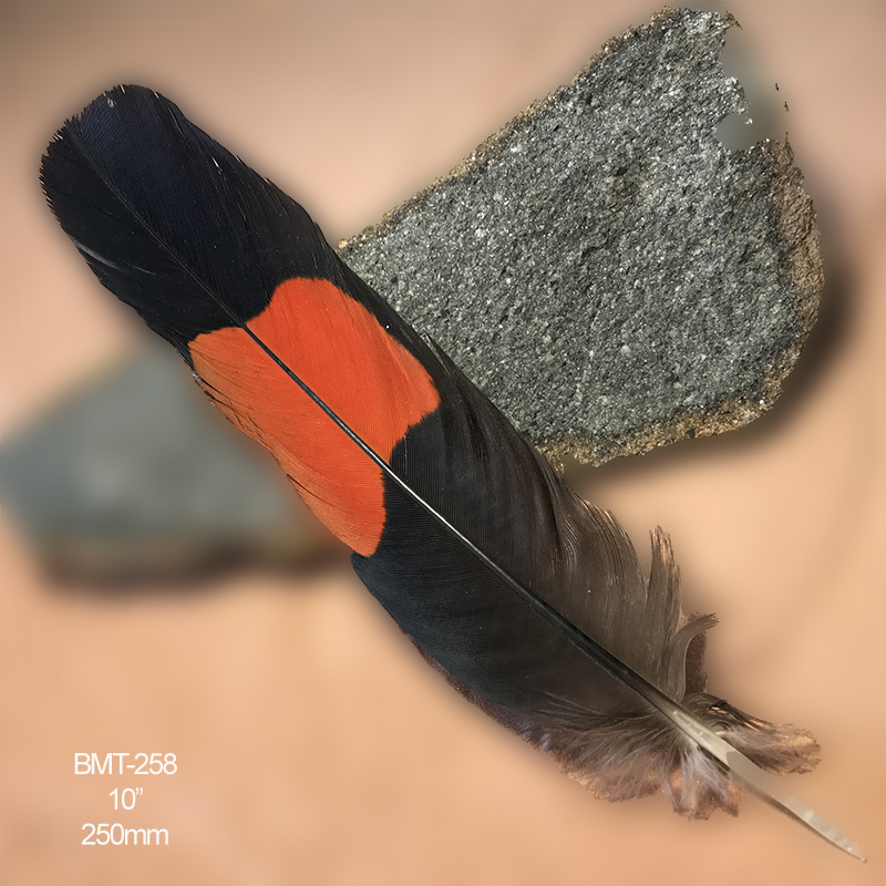 (image for) BMT-258 Red Tailed Male Black Cockatoo Feather