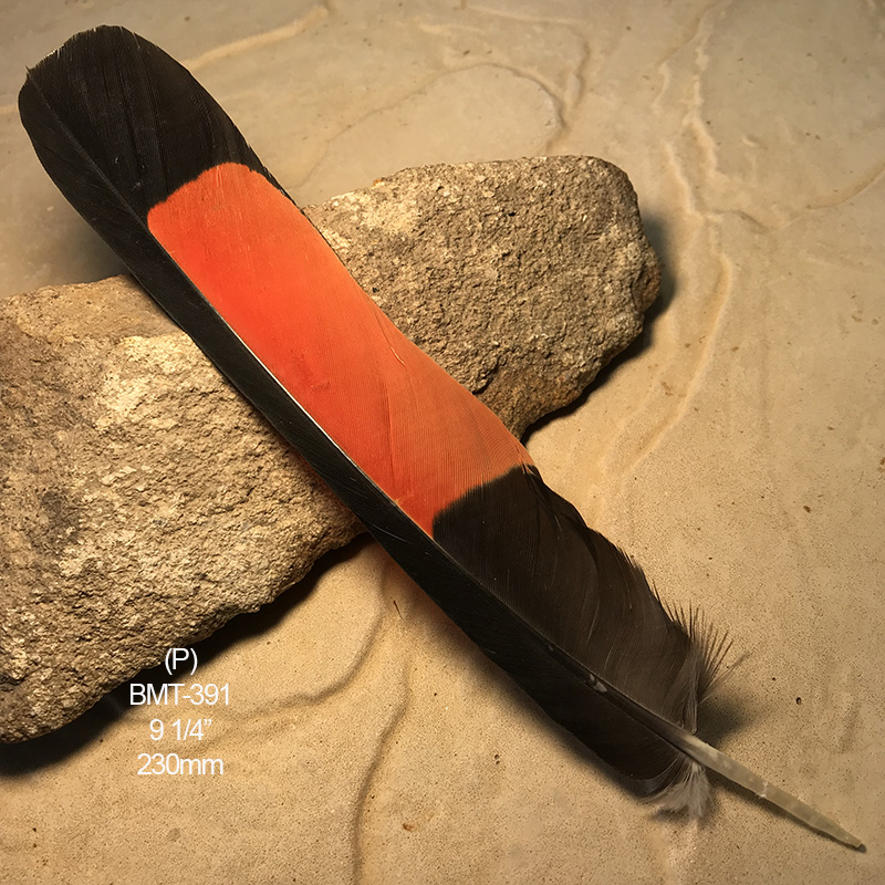 (image for) BMT-391 Red Tailed Male Black Cockatoo Feather