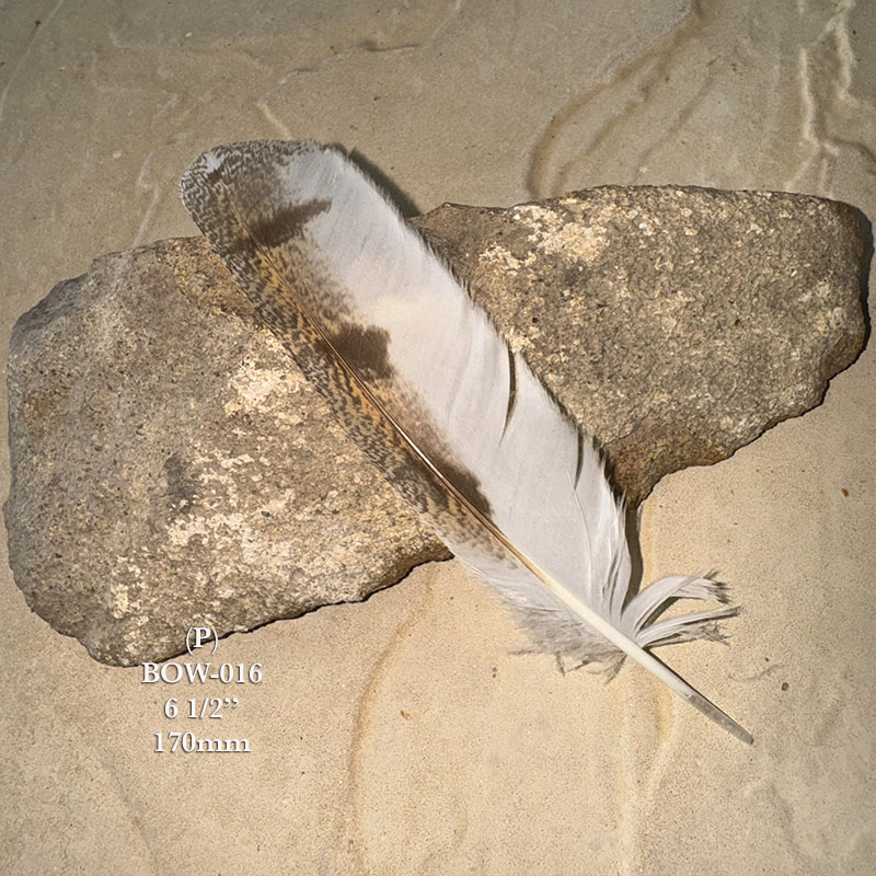 (image for) BOW-016 Barn Owl Primary Wing Feather