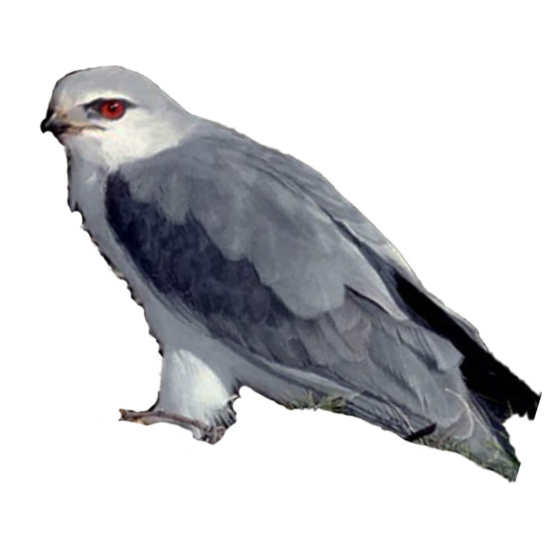 (image for) Black Shouldered Kite