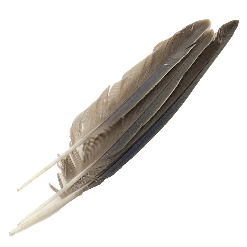 (image for) #51 Bourke Parrot Primary Wing Feathers