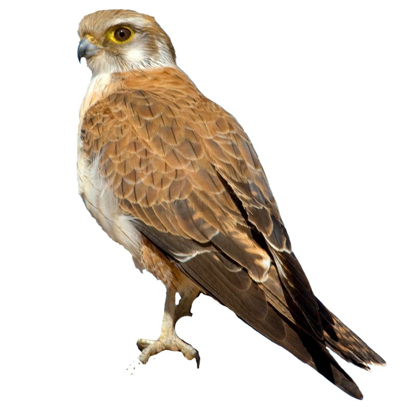 (image for) Brown Falcon