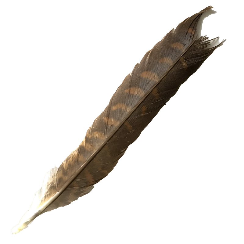 (image for) 05a Brown Goshawk Centre Tail Feather