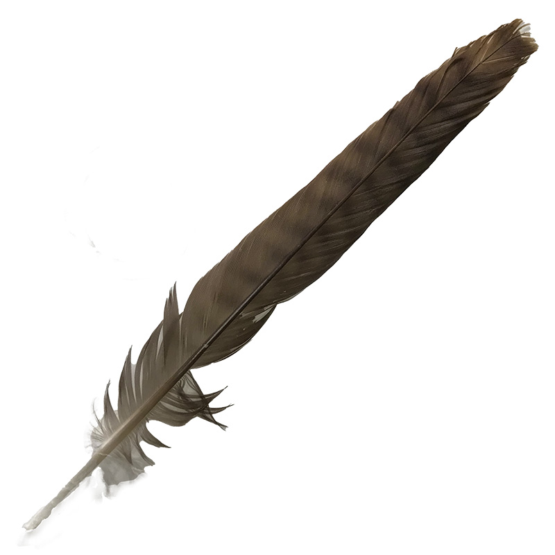 (image for) 06 Brown Goshawk Tail Feather