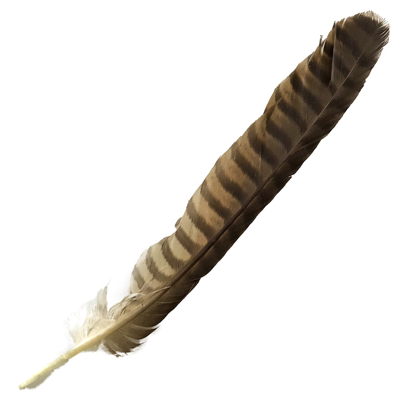 (image for) 08 Brown Goshawk Tail Feather