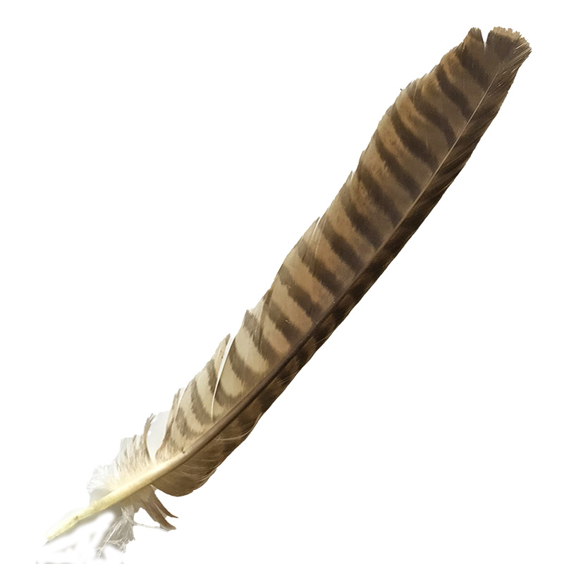 (image for) 10 Brown Goshawk Tail Feather