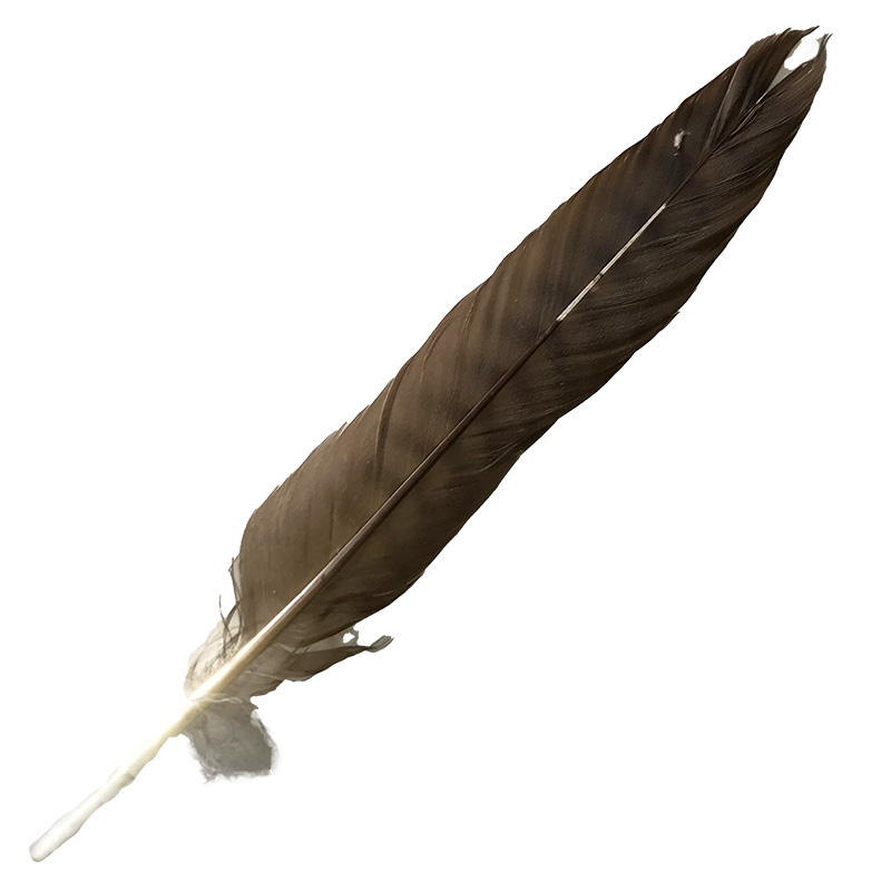 (image for) 08 Brown Goshawk Centre Tail Feather