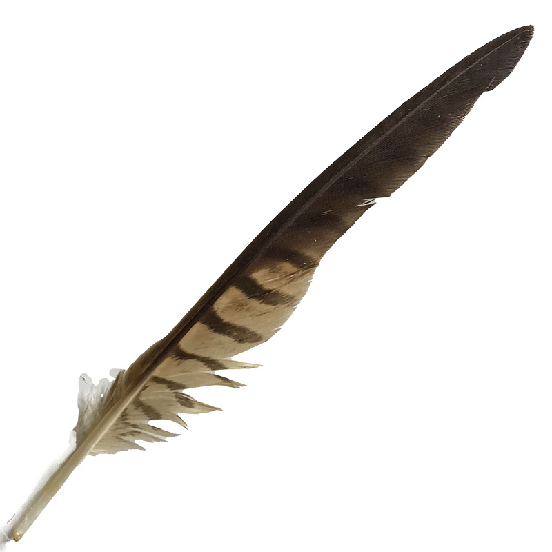 (image for) 01 Brown Goshawk Flight Wing Feather