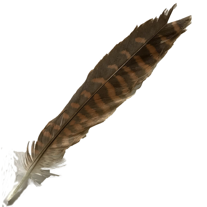 (image for) 12 Brown Goshawk Tail Feather