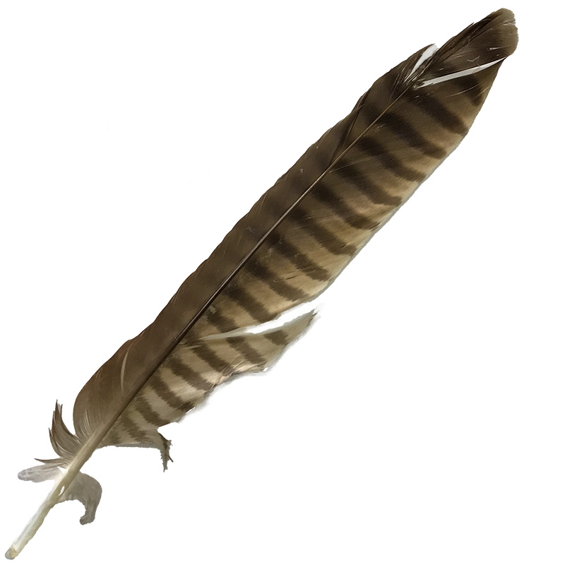 (image for) 19 Brown Goshawk Tail Feather