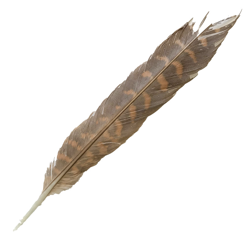 (image for) 05b Brown Goshawk Centre Tail Feather