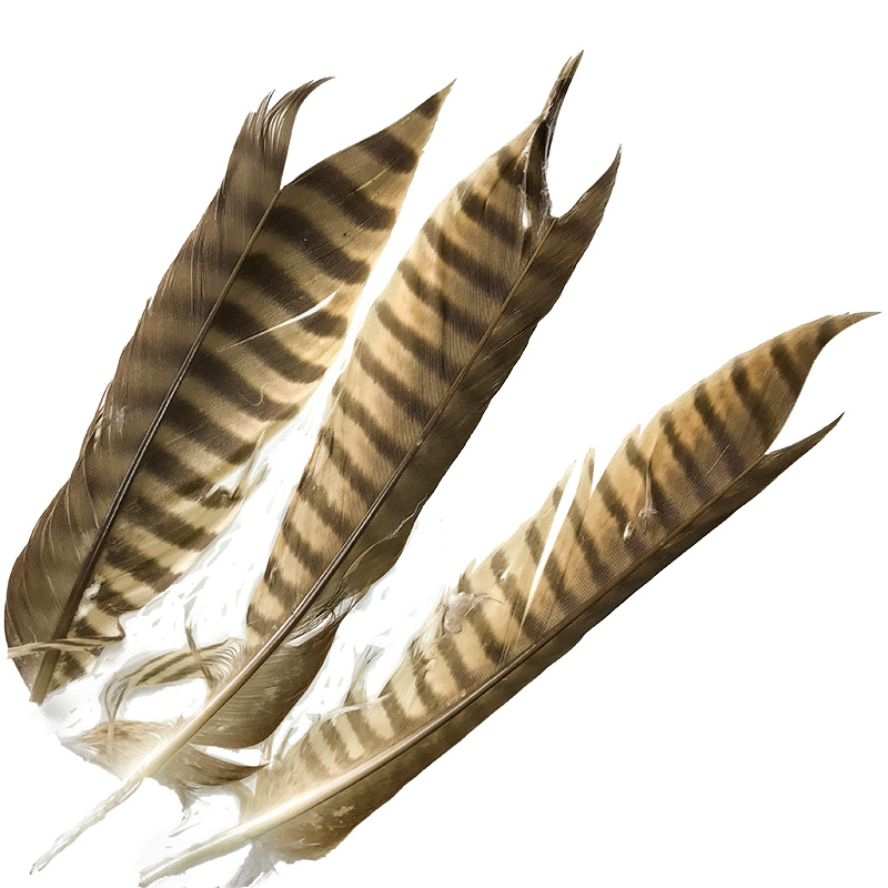 (image for) 50 Brown Goshawk Tail Feather Batch