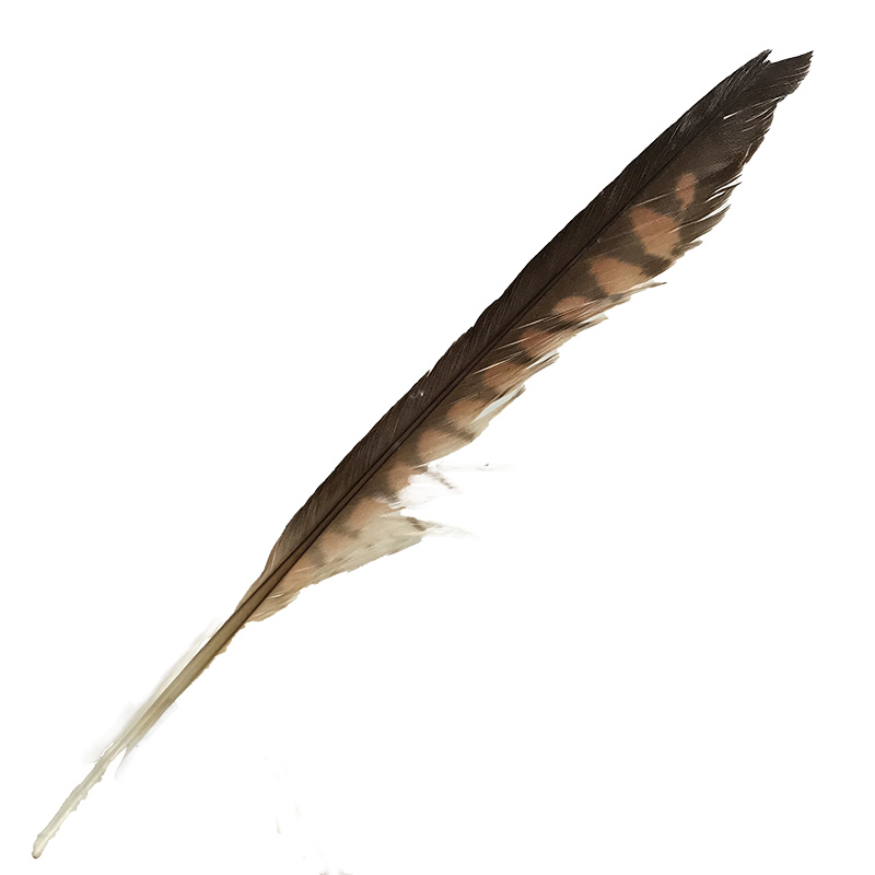 (image for) 04 Brown Goshawk Flight Wing Feather