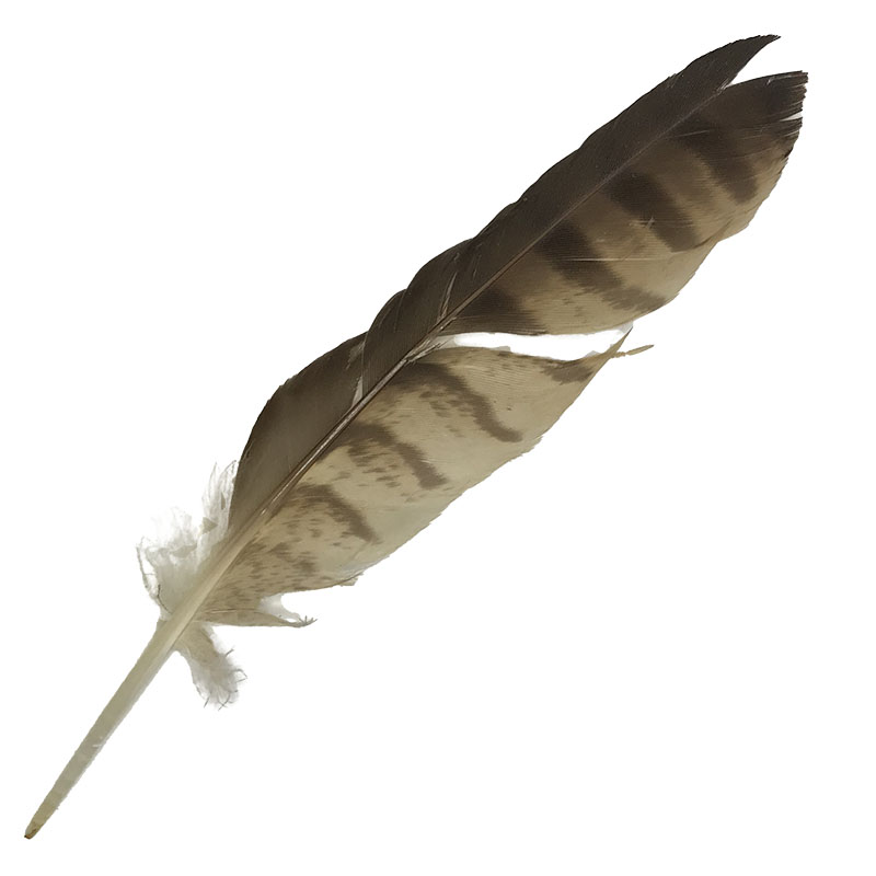 (image for) 55 Brown Goshawk Primary Wing Feather
