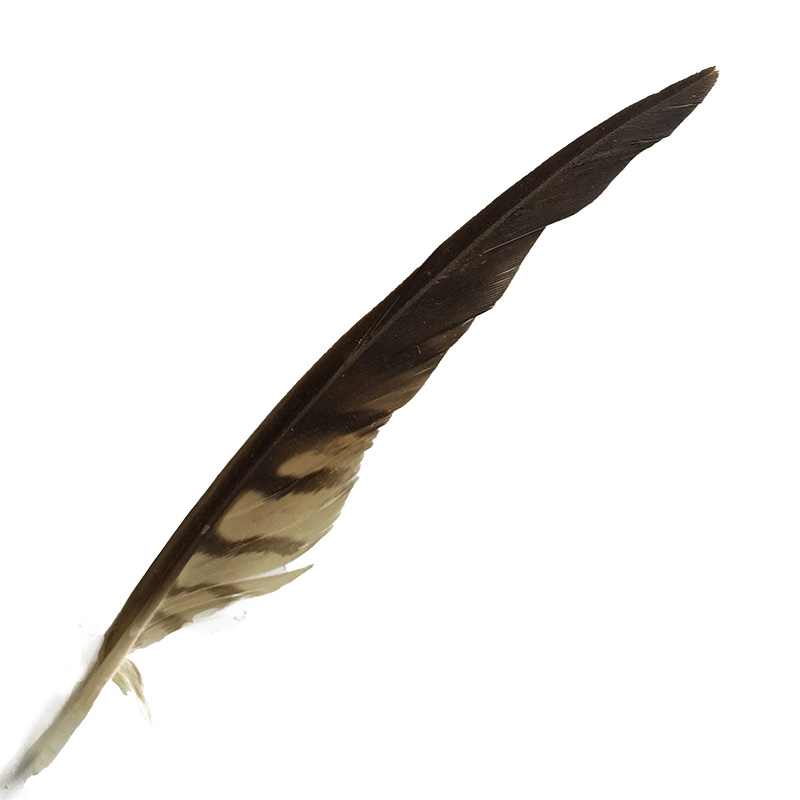 (image for) 02 Brown Goshawk Flight Wing Feather