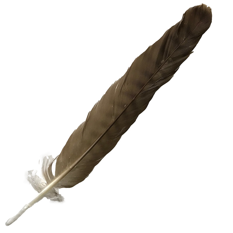 (image for) 07 Brown Goshawk Centre Tail Feather