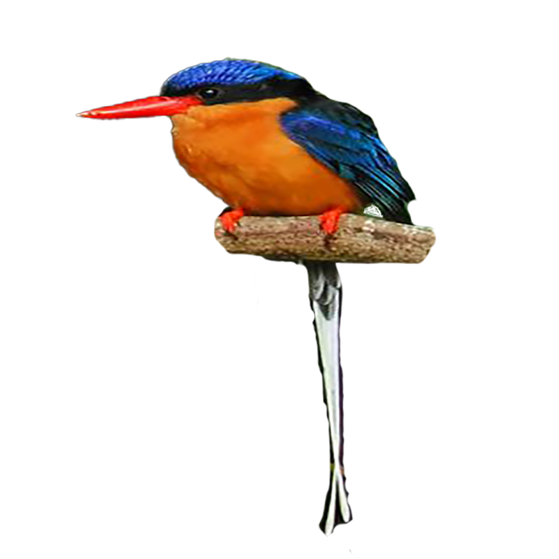 (image for) Kingfisher - Buff Breasted