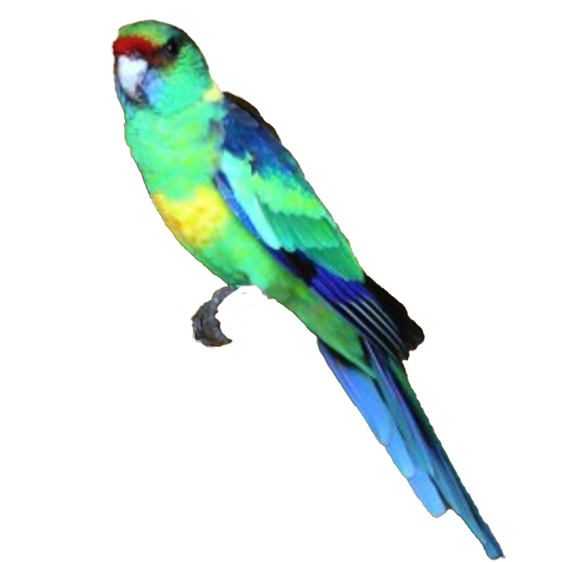 (image for) Cloncurry Rosella