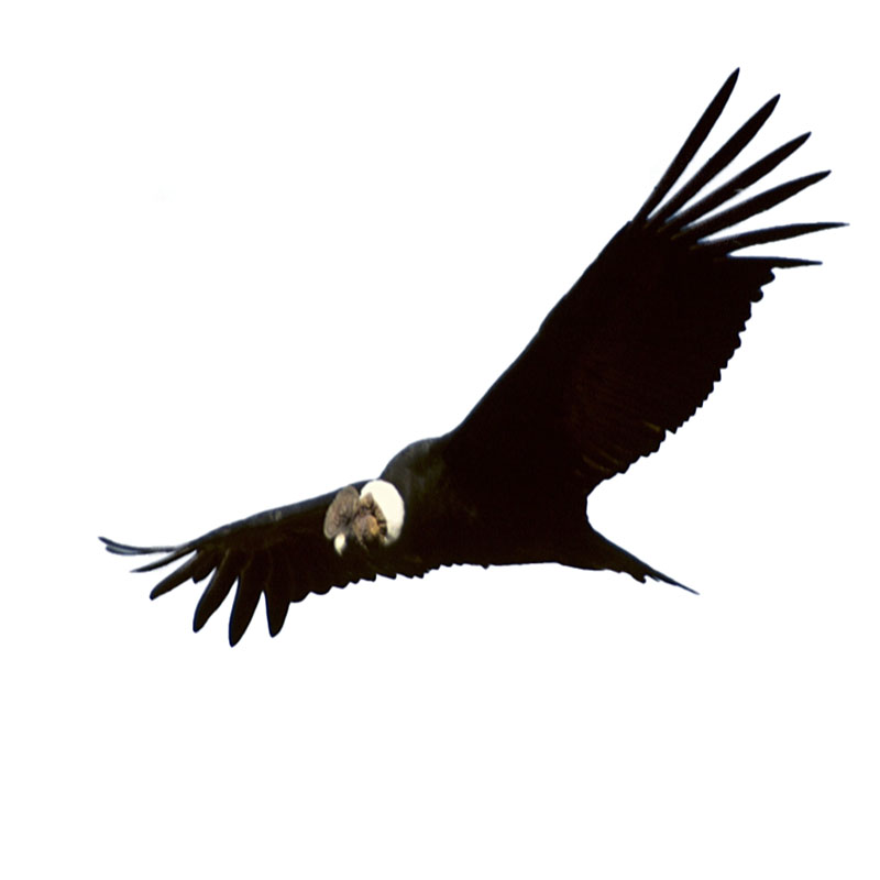 (image for) Condor