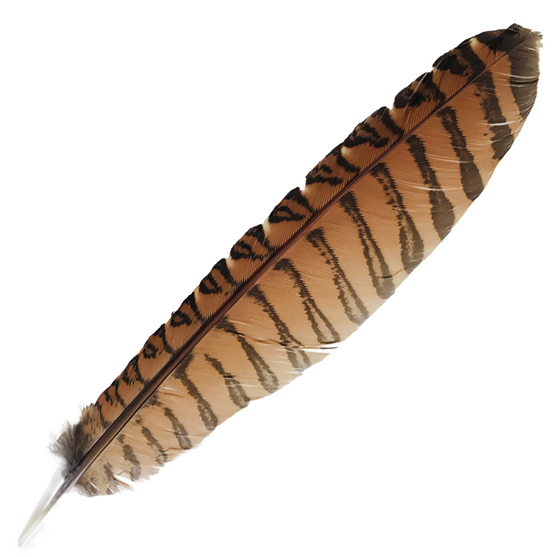 (image for) #51 Coucal Wing Flight Feather