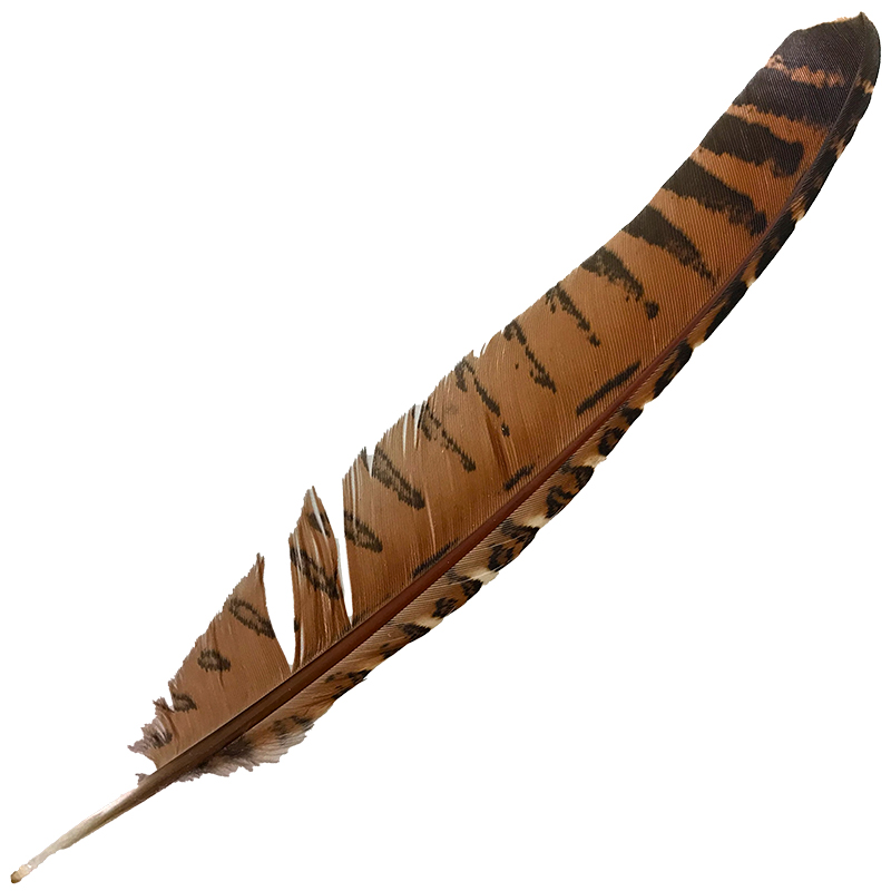(image for) #095 Coucal Wing Flight Feather