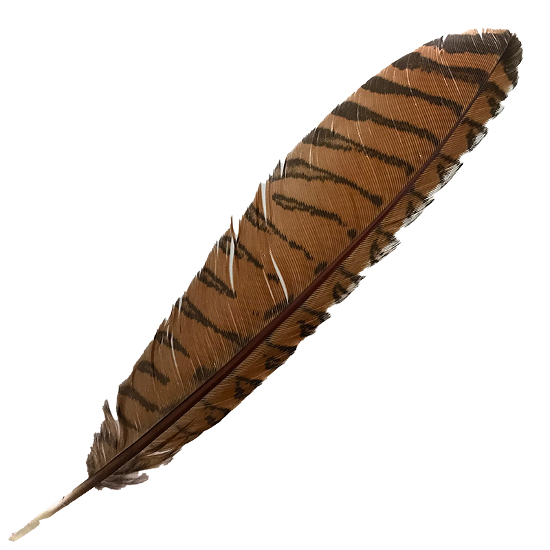 (image for) #97 Coucal Wing Primary Feather