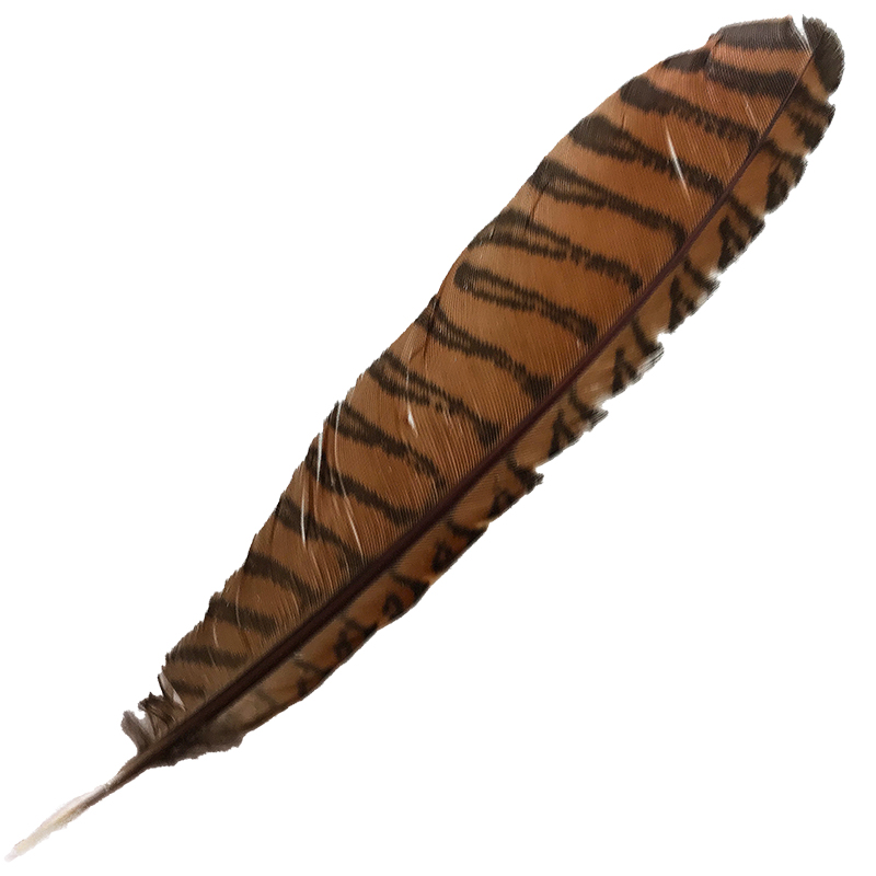 (image for) #98 Coucal Wing Primary Feather