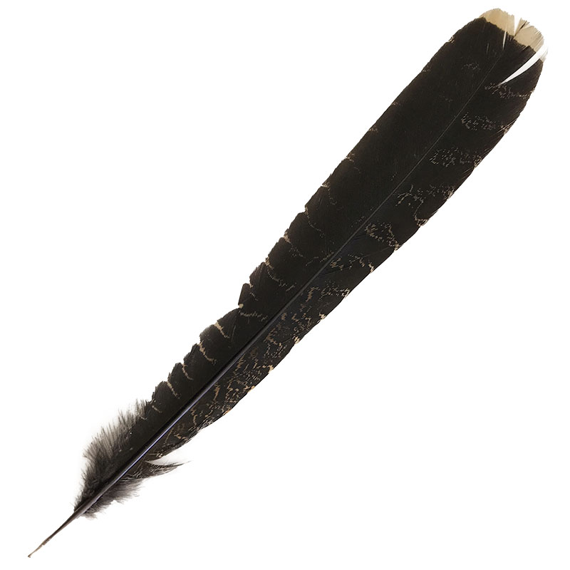 (image for) #16 Coucal Tail (Right) Feather