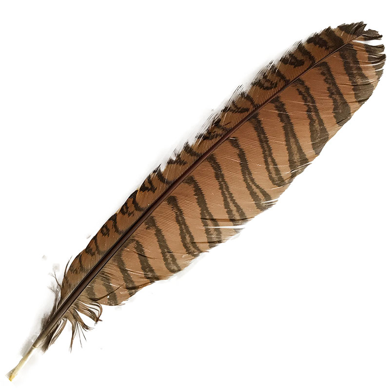 (image for) #83 Coucal Wing Secondary Feather