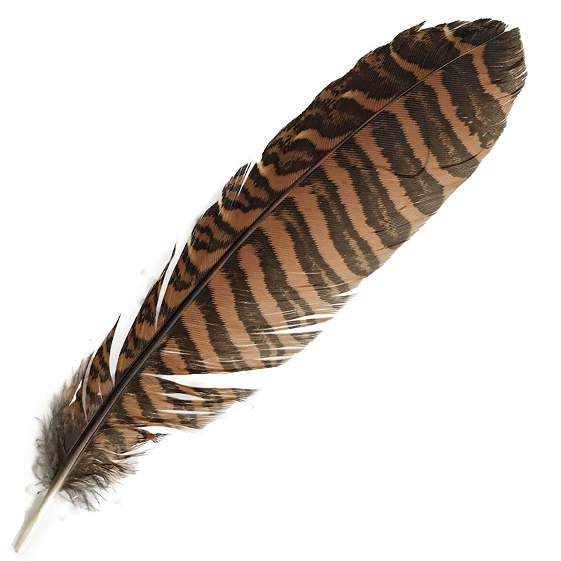 (image for) #84 Coucal Wing Secondary Feather