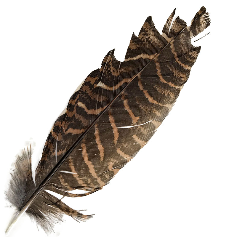 (image for) #87 Coucal Wing Secondary Feather