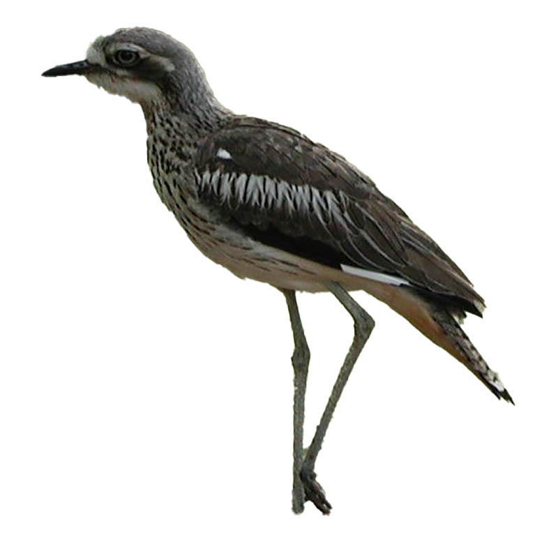 (image for) Bush-Stoned Curlew