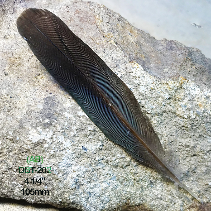 (image for) DBT-202 Dollar Bird Centre Tail Feather