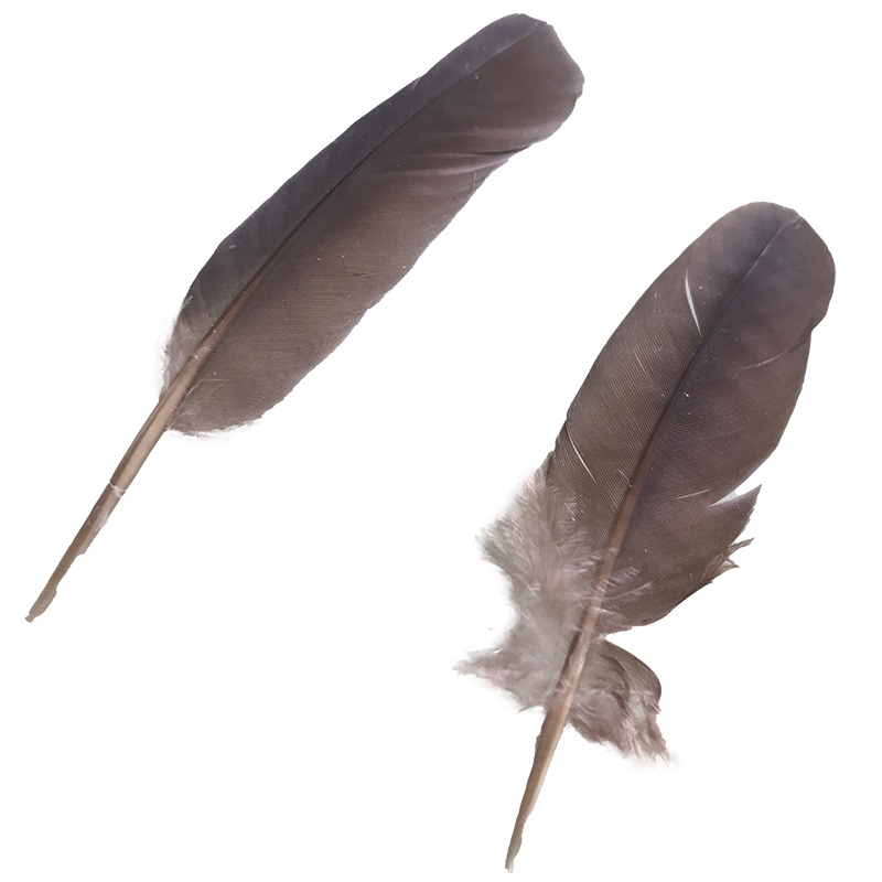 (image for) #54 Spotted Turtle Dove Secondary Wing Feathers x2