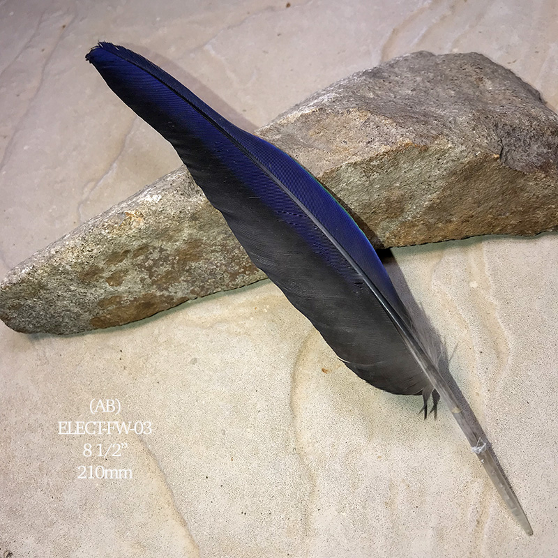 (image for) Elect-FW-03 Eclectus Parrot Flight Wing Feather