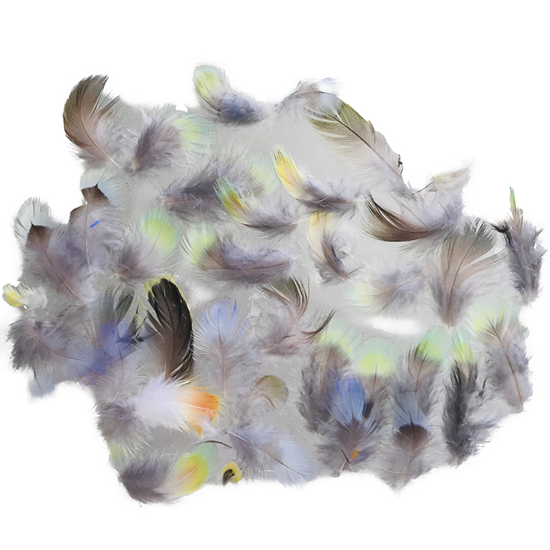 (image for) Eastern Rosella Plumage Feathers
