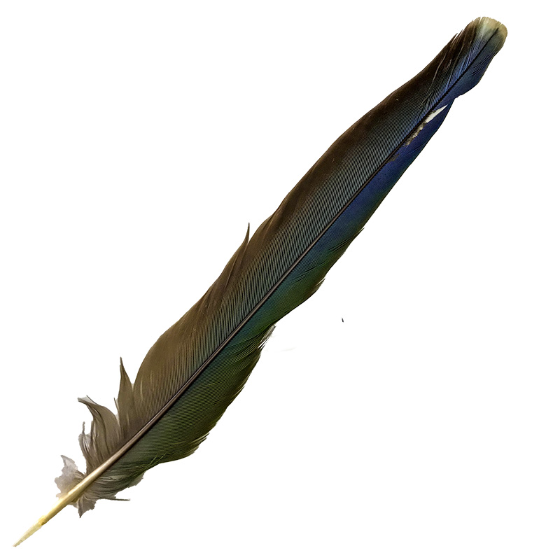 (image for) 01 Eastern Rosella Tail Feather