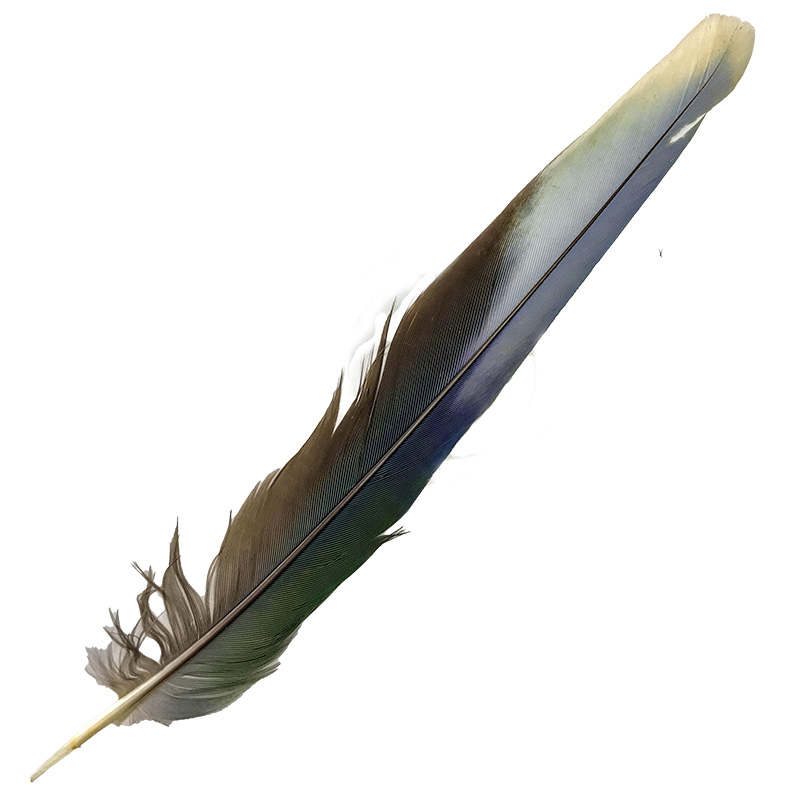 (image for) 02 Eastern Rosella Tail Feather