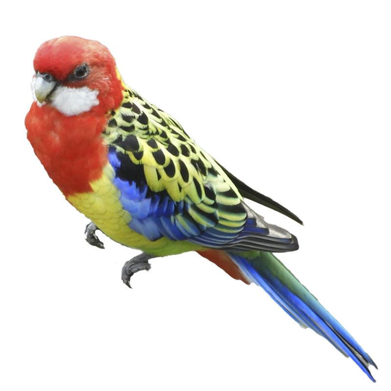 (image for) Eastern Rosella