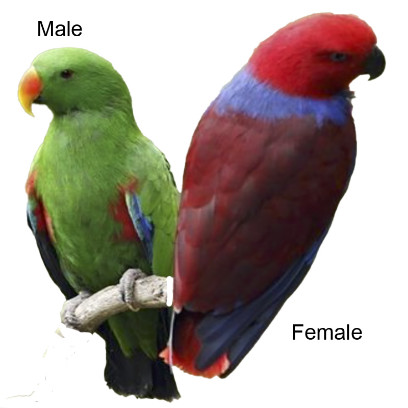 (image for) Eclectus Parrot