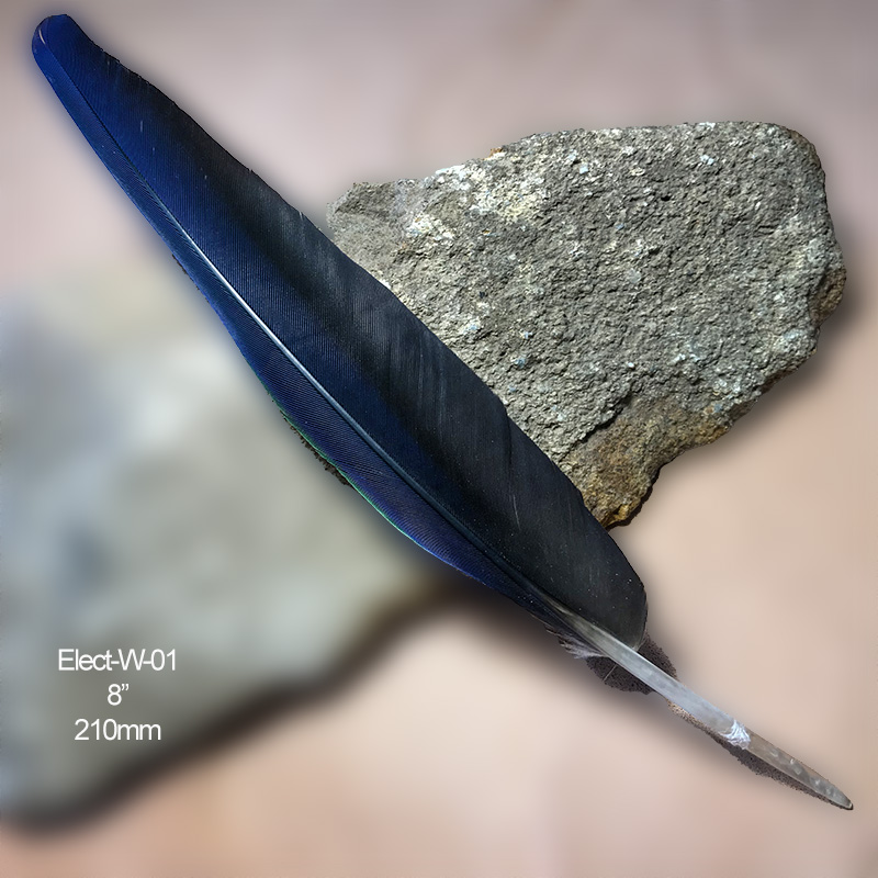 (image for) Elect-FW-01 Eclectus Parrot Flight Wing Feather - Click Image to Close