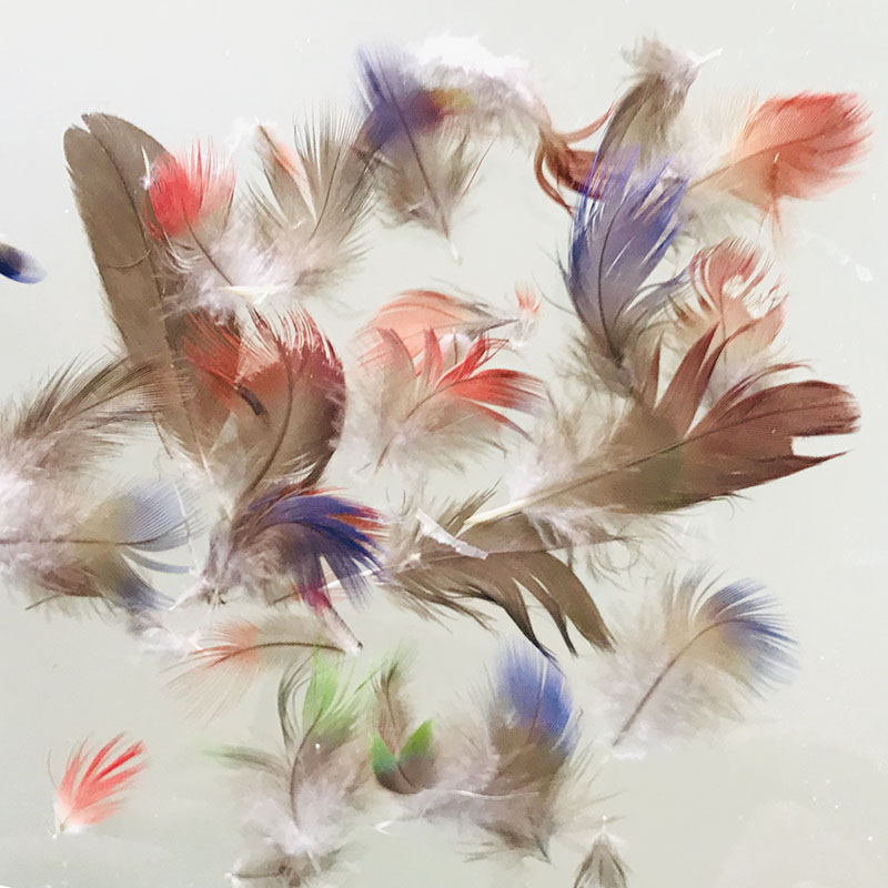 (image for) Eclectus Parrot Plumage Feathers