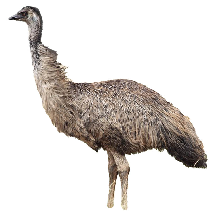 (image for) Emu