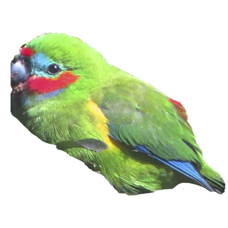 (image for) Double Eyed Fig Parrot