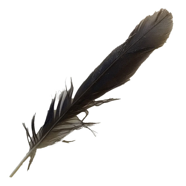 (image for) 01 Forest Kingfisher Tail Feather