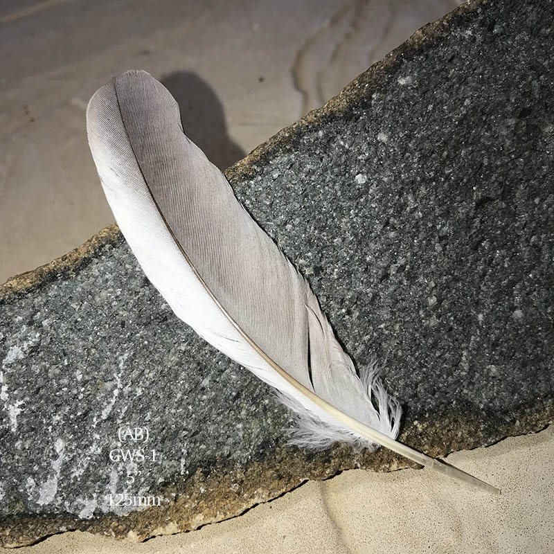(image for) GWS-1 Galah Secondary Wing Feather - Click Image to Close