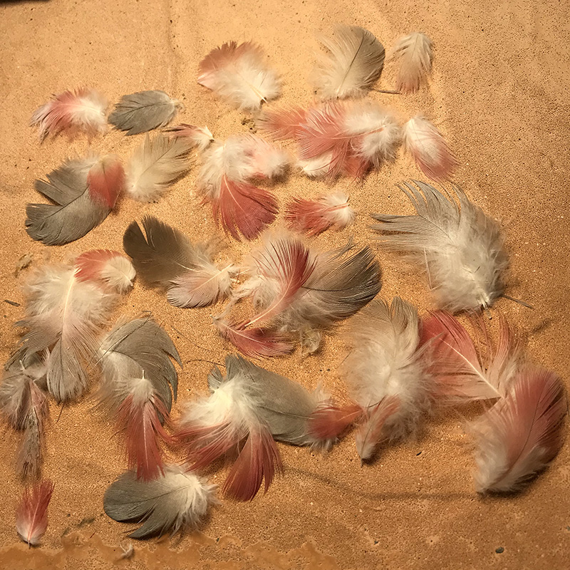 (image for) Galah Plumage Feathers - Click Image to Close