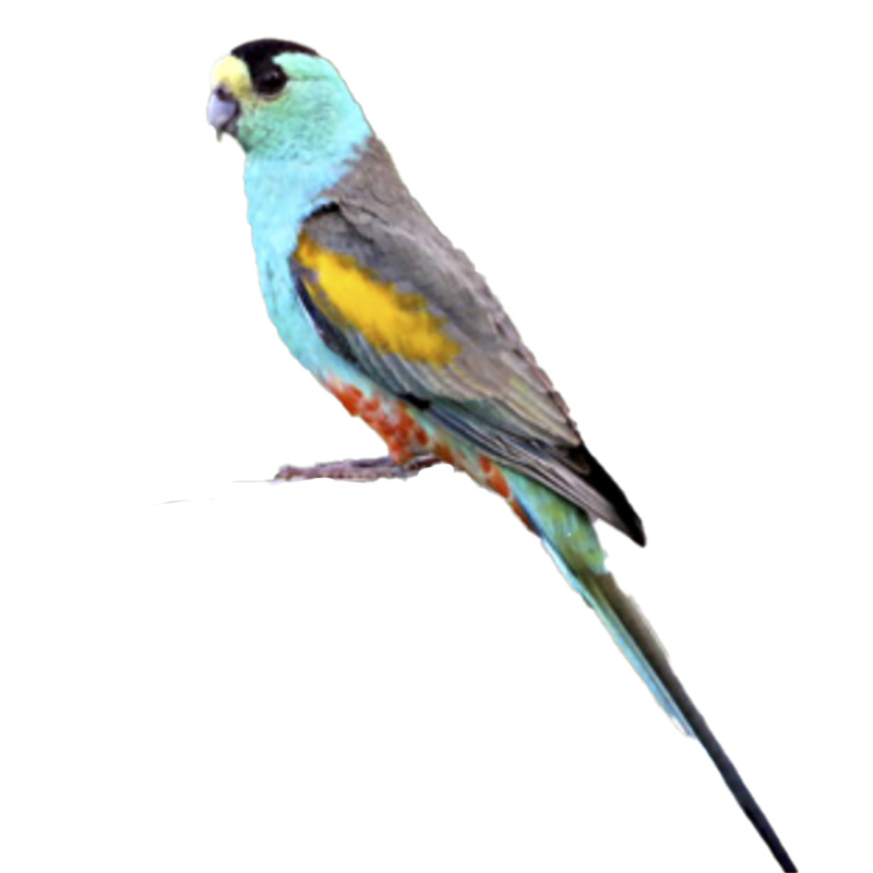 (image for) Golden Shouldered Parrot