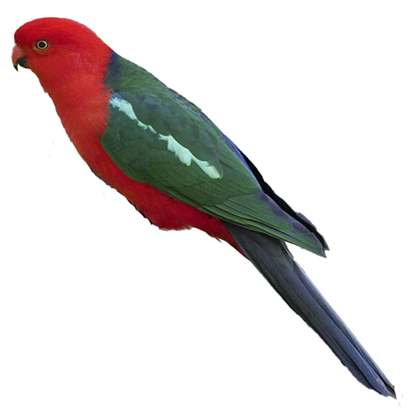 (image for) King Parrot